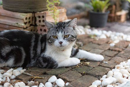 花园砖地板上有美丽的黄眼睛的可爱健康猫咪图片