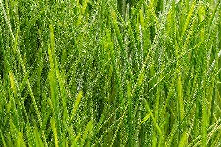 带露水的新鲜绿草缝图片