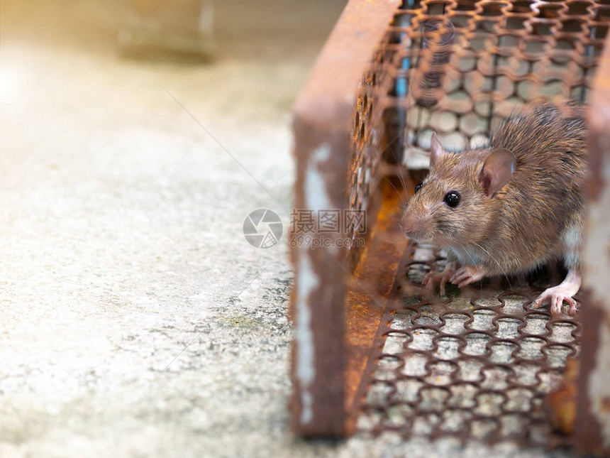 肮脏的老鼠将疾病传染给人类图片