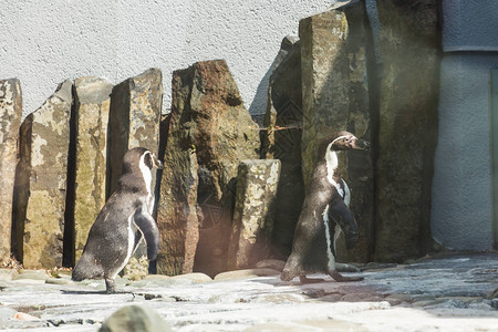 可爱的非洲企鹅在动物园里散步动物园里动物生活的概图片