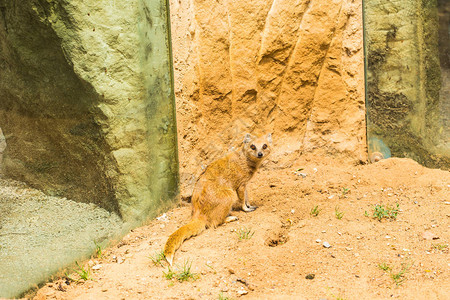 有趣的小黄猫鼬站在沙质粘土上动物园里动物的概图片
