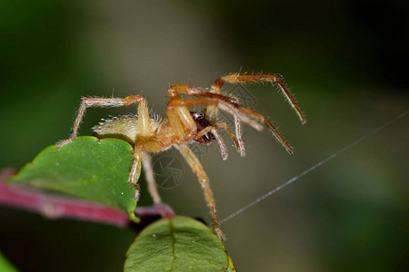 YellowSacSpider巧妙地制造出蛛网图片