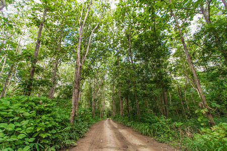 丛林背景中的乡村公路图片