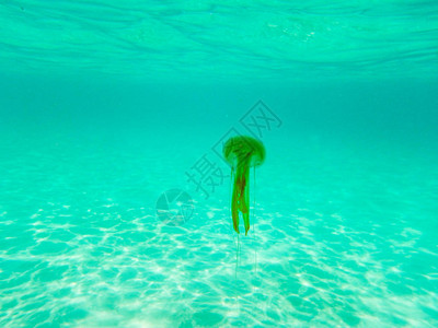 地中海域水下美丽的水母MauveStingerPelagianoc图片