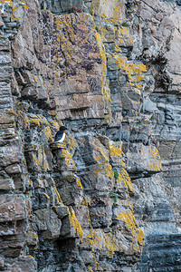 一只剃须鸟栖息在苏格兰凯斯内威克附近的Whaligoe港图片