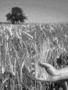农民在小麦田中手握农业种植小麦田黑白图片