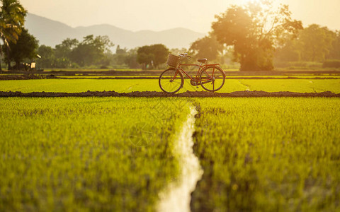 红日本风格的经典自行车在日落图片