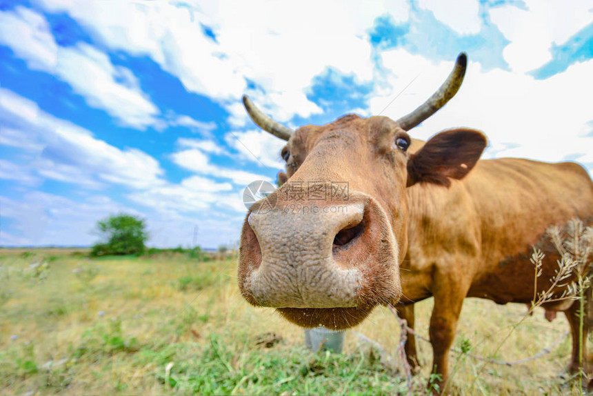 一只牛在草地上对着一片阴云的蓝色天空吃草图片