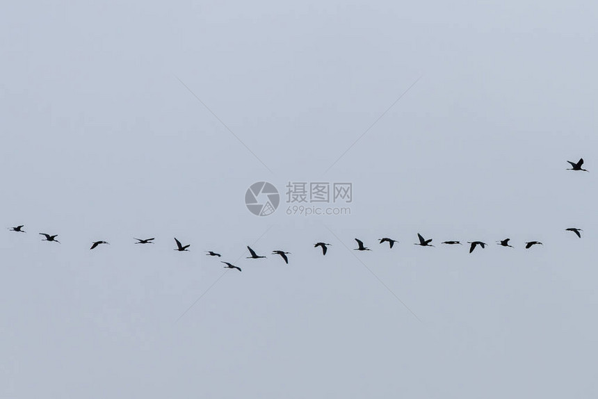 飞天鸟天空中迁徙的图片