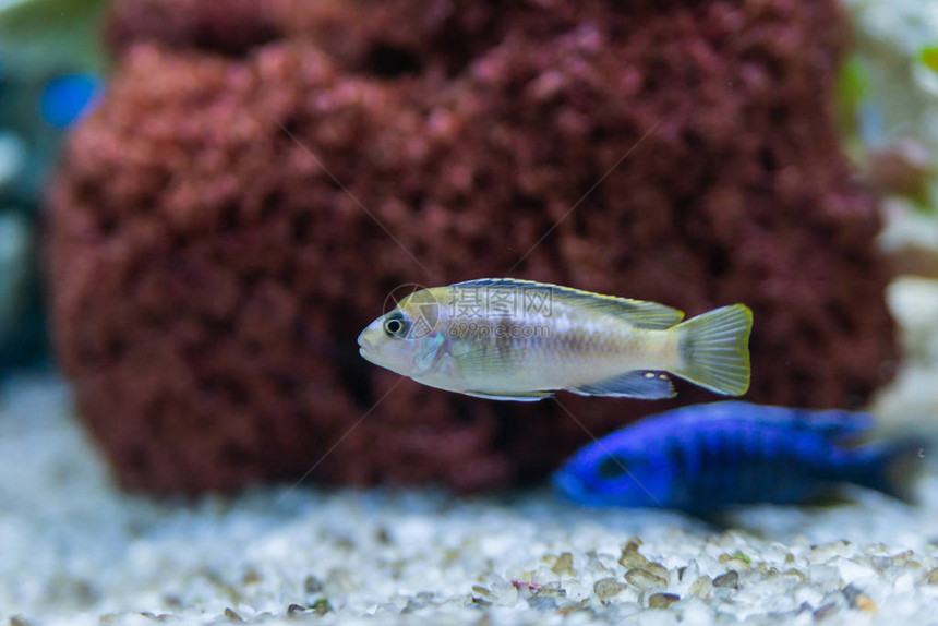 水族馆里的慈鲷或慈鲷科蓝色热带鱼蓝色热带鱼慈鲷科的马拉维特有的非洲慈鲷五颜六色的蓝色热带cichild鱼特写蓝图片