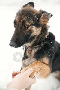 双眼悲伤的可爱小狗在冬季公园向人们伸出爪子图片