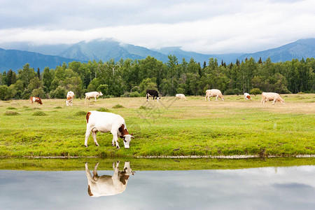 在美丽的湖泊附近的高山草原上牧牛图片