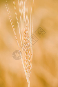 黄色麦田成熟的的背景等图片