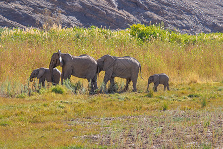 非洲象非洲象牙属非洲在瓦迪尼布纳图片