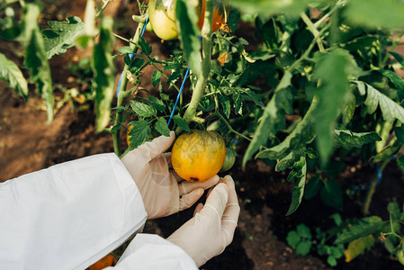 生物技术工程师检查黄番茄是否生病图片