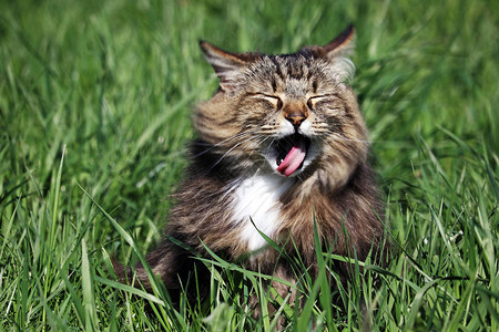 一只挪威小林猫用张开的嘴伸出舌头图片