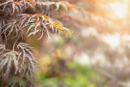 在阳光下模糊的绿色背景上关闭自然景观绿色红枫叶背景图片