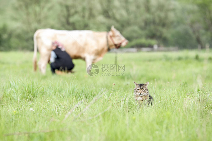 一只女人用手在田里喂白奶牛灰斑猫图片