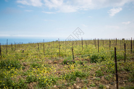 以大海和山脉为背景的葡萄园葡萄酒生产葡萄的种植图片