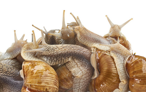 葡萄蜗牛在白色背景和剪切图片