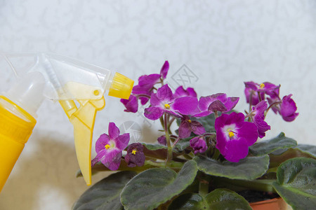 自制花紫罗兰和花喷雾器紫色的花国内多年生植物用鲜花喷水美丽的图片