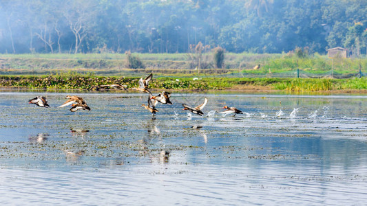 成群的候鸟飞过湖面印度内洛尔安得拉邦内拉帕图鸟类保护区西高止山脉地区发现的淡水和沿海鸟类鸟背景图片