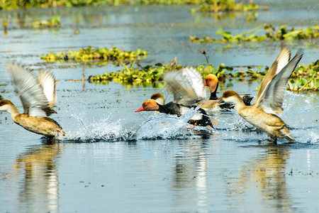 一群迁徙的红冠潜鸭Aythyinae在湖上飞翔在水鸟Vedanthangal鸟类保护区Kancheepuram印度发现的淡水和沿背景图片