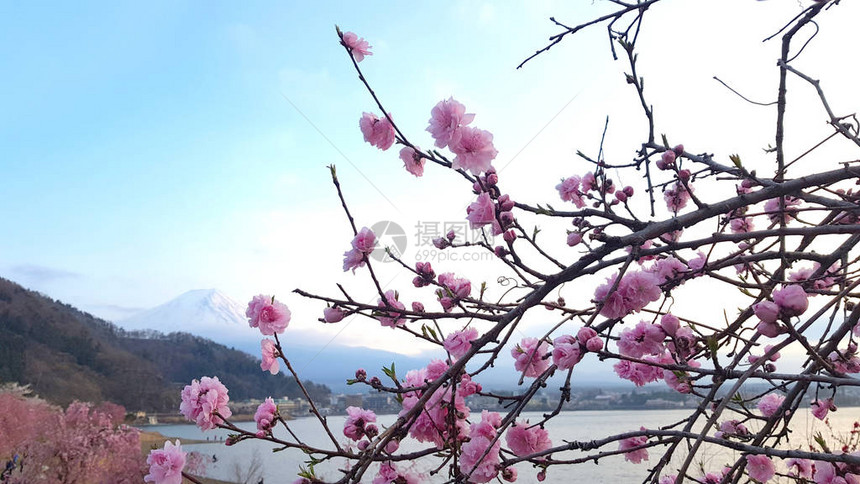 樱花和藤山在阿希湖边图片