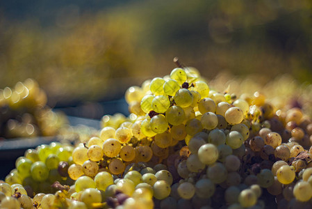 绿藤葡萄用于在收割箱中酿酒的葡萄匈牙利秋季葡萄园葡萄图片