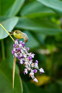 野生收获花朵蜂蜜时的橄图片