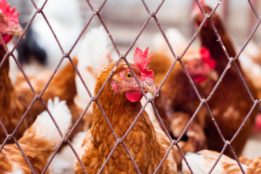 传统自由放养家禽农场的鸡自由放养的公鸡和自由放图片