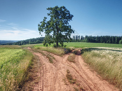 红尘大麦田之间的红农场路尘土路穿过绿地孤背景