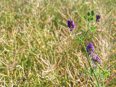 在Alfalfa田地的植物详情花朵Alfalfa田图片