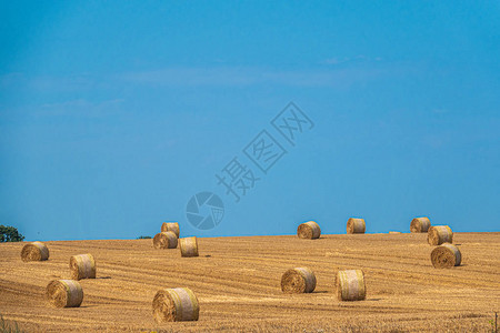 圆形稻草包躺在收割的谷田上图片