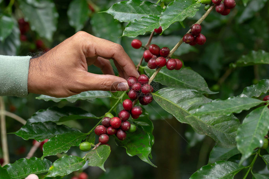 新鲜的阿拉伯咖啡豆在泰国以北农业花图片