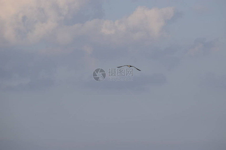 海鸥在蓝天上飞翔在海面上图片