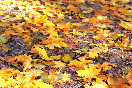 秋季的黄色橙叶子在地上城市公园红树图片