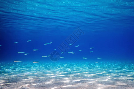 热带海域沙底游鱼学派图片
