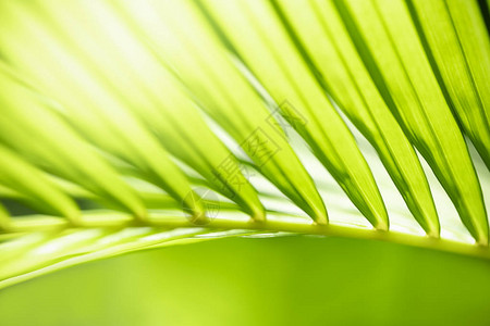 自然景观绿色椰子棕榈叶在阳光下模糊的绿色背景上的特写图片