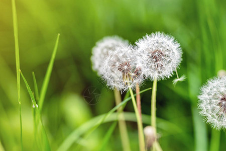 青草地间美丽的白毛花朵图片