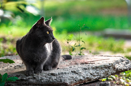 ps素材景石石头上一只灰猫的画像背景