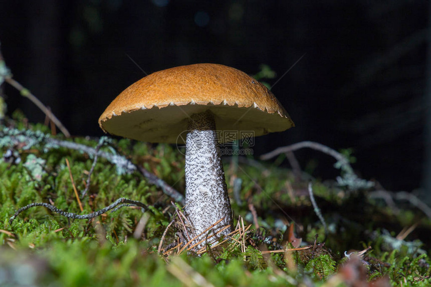 Leccinumaurantiacum蘑菇在夜间用闪光灯拍摄图片