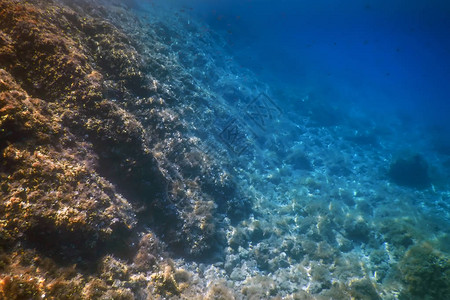 海洋生物水下景观阳光水下生活图片