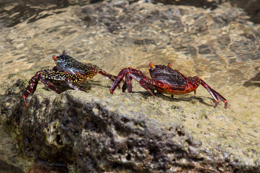 在加拉帕戈斯岛的边缘红螃蟹在火山岩图片