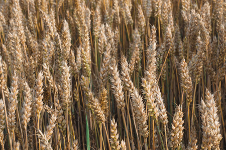 麦田麦田上的麦穗草甸麦田成熟的背图片
