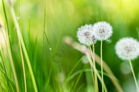 青草地间美丽的白毛花朵图片