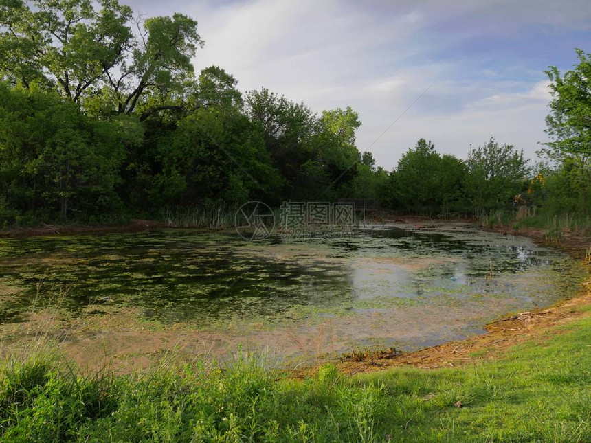 湖的末端绿色的苔藓漂浮在水中图片