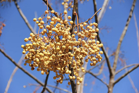 黄色天然秋季浆果沙棘山灰树枝上的酸浆图片