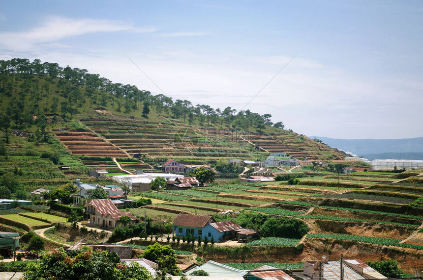 越南Dalat附近传统的越南耕作梯田农图片