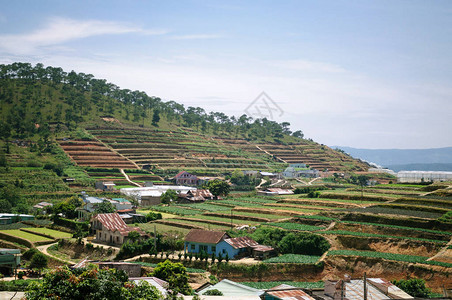白燕盏越南Dalat附近传统的越南耕作梯田农背景
